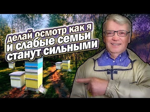 Видео: Слабые семьи весной.  Как исправить.  Ревизия.