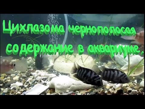 Видео: Цихлазома чернополосая. Содержание в аквариуме и совместимость.