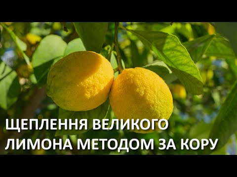 Видео: Щеплення великого лимону методом за кору.