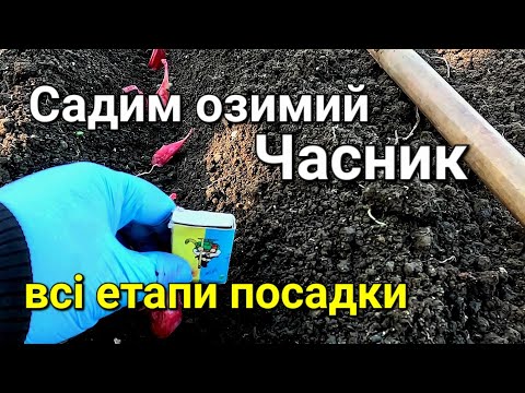 Видео: Посадка часнику на зиму | Чим обробити часник перед посадкою? | Озимий часник вирощування