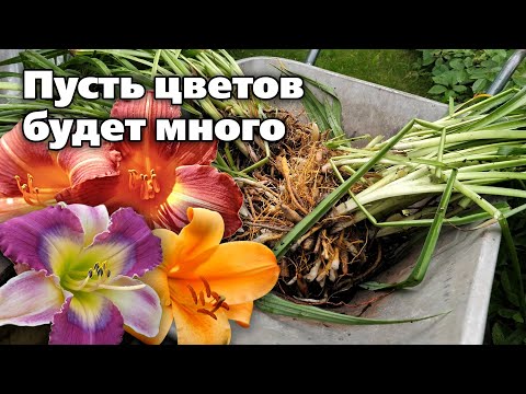 Видео: Размножение лилейников.  Правила, инструменты и сроки