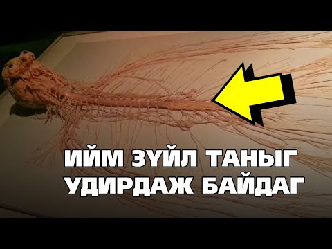 Видео: Тархигүйгээр амьдрах боломжтой!