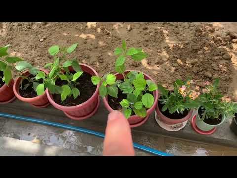 Видео: УЧ МИНУТ ЕМГИР ТОМЧИЛАДИ 28.06.2024 ЙИЛ 😊🍀🌺☘️🌷🌸🍆🪴🍀