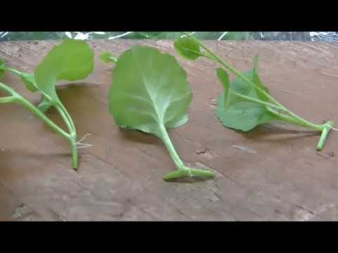 Видео: Лобелия // Мой способ размножения черенками