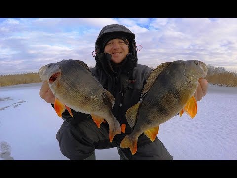 Видео: Окуни КАБАНЫ не пролазят в лунку!!!