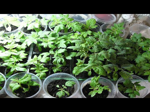 Видео: Сеем томаты серии Гномы на рассаду  6 февраля