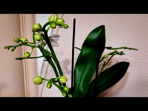 Видео: 9 цветоносов у 1й орхидеи!   Корни сгнили-не беда! 4 детки Ответы на вопросы.