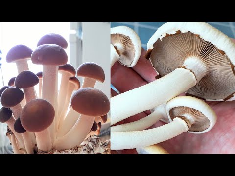 Видео: Опёнок тополиный. Полная ИНСТРУКЦИЯ ПО ВЫРАЩИВАНИЮ дома!