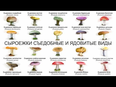 Видео: СЫРОЕЖКИ СЪЕДОБНЫЕ И ЯДОВИТЫЕ ВИДЫ