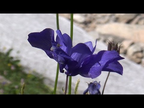 Видео: Дневник одного похода, или Соус по Терень-Казырски... Хакасия, Кузнецкий Алатау