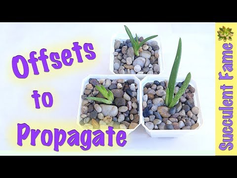 Видео: Отводки и детки: как размножать суккуленты. ЧАСТЬ 4 (Отделение деток)