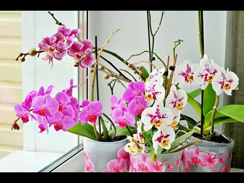 Видео: ЕСЛИ СЛОМАЛСЯ ЦВЕТОНОС ОРХИДЕИ .СЛОМАННЫЙ #ЦВЕТОНОС_ОРХИДЕИ #ORCHIDS  #фаленопсис #oldenburgru#64