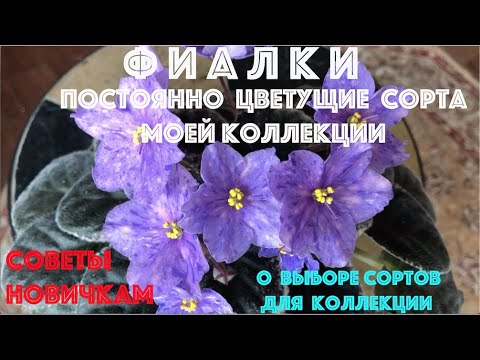 Видео: ФИАЛКИ. Советы новичкам о выборе сортов для коллекции. ПОСТОЯННО ЦВЕТУЩИЕ сорта моей коллекции.