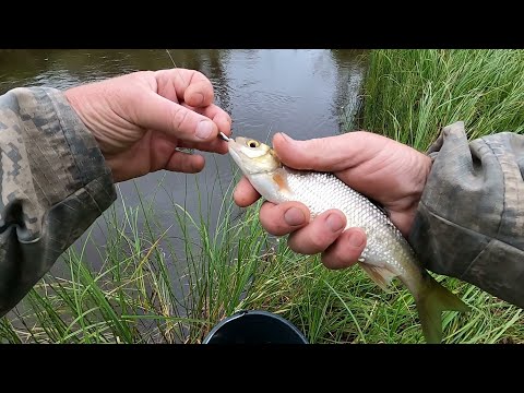Видео: НАЧАЛ ИСКАТЬ МОХТИКА (ЕЛЬЦА) ПО МАЛЫМ ТАЁЖНЫМ РЕЧКАМ! РЫБАЛКА В ОДИНОКОГО НО СО ЗЛЫМИ КОМАРАМИ)))!