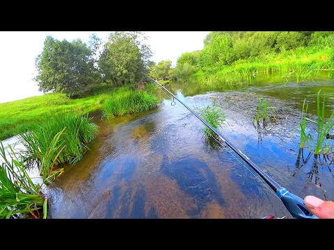 Видео: НА ПРОСТУЮ БЛЕСНУ В ЗАРОСШЕЙ РЕКЕ! ЩУКА ПРЁТ В ТРАВУ! Рыбалка на спиннинг! Ловля на блесну!