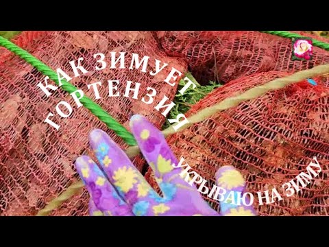 Видео: КРУПНОЛИСТОВУЮ ГОРТЕНЗИЮ ГОТОВЛЮ К ЗИМЕ