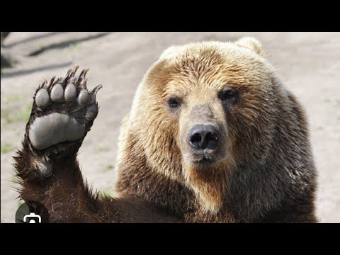 Видео: выживаем в майнкрафт 1 часть