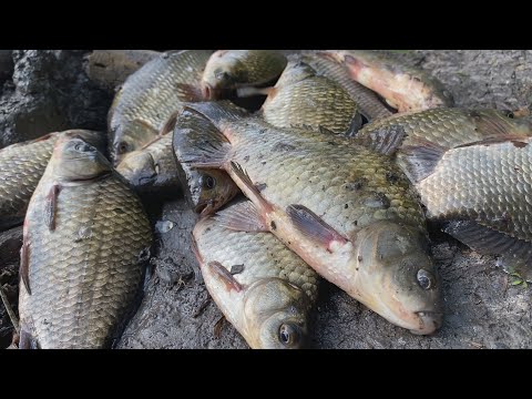 Видео: КЛЮЄ ЯК УВІ СНІ. Скажений кльов карася на поплавок.