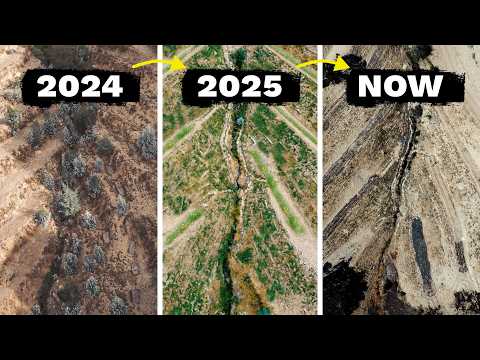 Видео: #21 ВЗЛЕТ и ПАДЕНИЕ нашего агролеса: 16 месяцев трансформации в одном видео