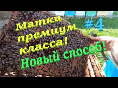 Видео: ✅МАТКИ ПРЕМИУМ КЛАССА новым способом! #ПЧЕЛОВОДСТВО4 Метод придуман и доработан годами лично мной!