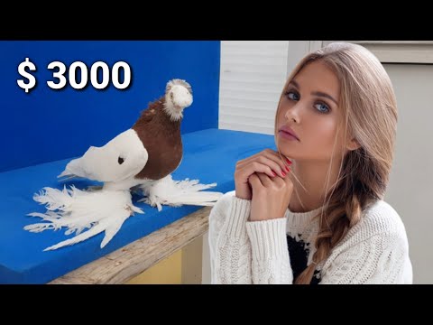 Видео: Я дала за $10,000 долларов! Двухчубые голуби. Tauben. Pigeons. Palomas. Pombos. 비둘기.