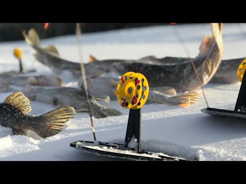 Видео: ПОПЫТКИ ПОЙМАТЬ БЕЛУЮ РЫБУ… ВЕЧЕРНЯЯ ЗАГОТОВКА ДРОВ! Часть 3.