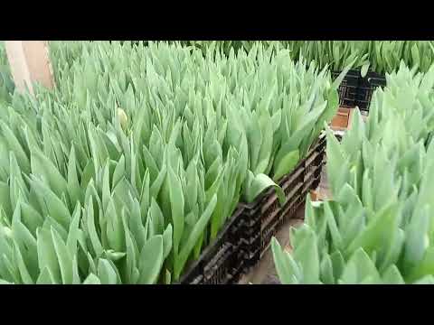 Видео: 20.02 тепличка