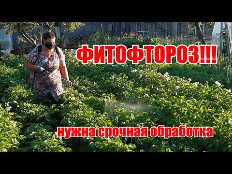 Видео: Июльская жара фитофторозу не помеха//Как поживает рассада картофеля