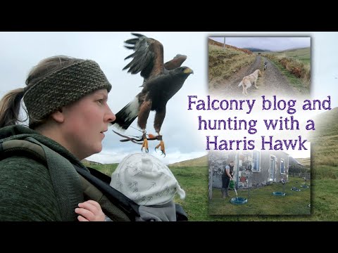 Видео: Дневник соколиной охоты | Первая охота сезона с моим Harris Hawk