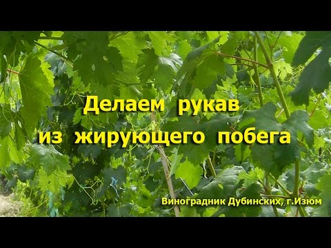 Видео: Делаем рукав из жирующего побега