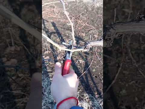 Видео: Резитба на лозе 3