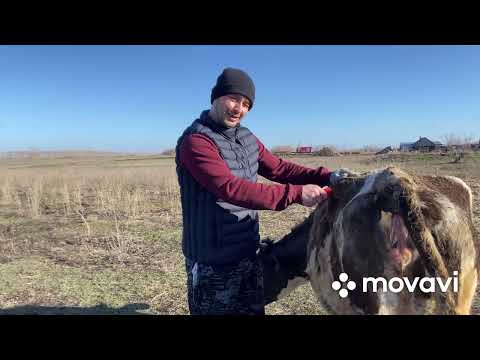 Видео: Нетель перед отелом на воле! Наше стадо увеличивается перед сокращением! Все коровы на лугу!