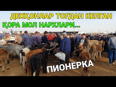 Видео: ПИОНЕРКА ДЕХҚОН КӮП БОЗОР. ҚОРА МОЛ НАРХЛАРИ. PIONERKA DEXQON KÒP BOZOR. 31-ОКТАБР.ҚАШҚАДАРЁ  ҚАМАШИ