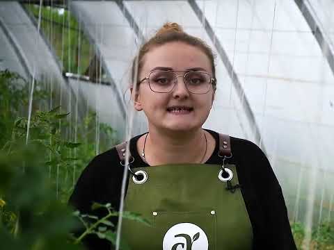 Видео: ПОЛИВАЙТЕ ТОМАТЫ ТАК! СОВЕТЫ