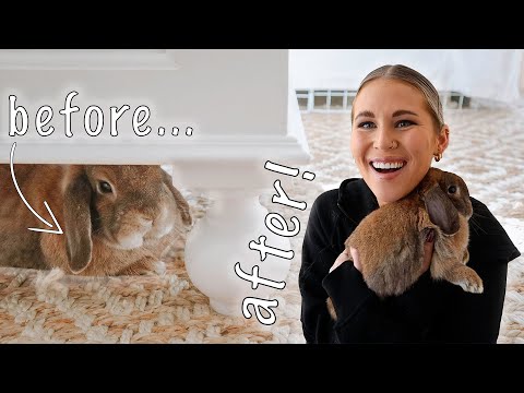 Видео: Как заставить кролика доверять вам