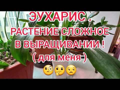 Видео: ЭУХАРИС ! ОПЯТЬ СГНИЛИ КОРНИ! ПРОБЛЕМЫ В ВЫРАЩИВАНИИ ! 1 ЧАСТЬ.