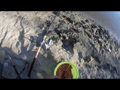 Видео: Сазаний остров, бешеный сазан на Оби 2016