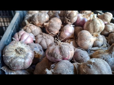 Видео: Дохід на часнику 2025.Ціни і реалізація.Закінчення сезону