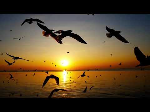 Видео: Привлечение любимого человека. Закон притяжения в действии. Ваша сила и уверенность. 