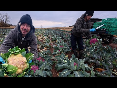 Видео: Мы собрали всю цветную капусту на нашем поле