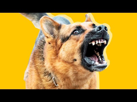 Видео: ТУПЫЕ СОБАЧНИКИ