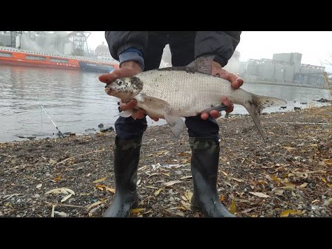 Видео: РЫБАЛКА НА ДОНУ. ЛОВЛЯ РЫБЦА И ЛЕЩА НА ФИДЕР. ПОПАЛСЯ ОГРОМНЫЙ ЛЕЩ. РЫБАЛКА В ЧЕРТЕ ГОРОДА РОСТОВА