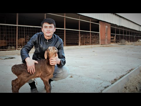 Видео: Қойды қыста қалай қараймын...