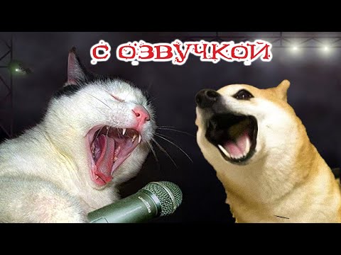 Видео: ПРИКОЛЫ С КОТАМИ! СМЕШНЫЕ ЖИВОТНЫЕ  - с озвучкой! Смешные коты и собаки!