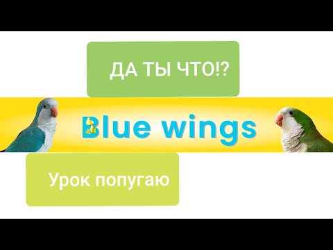 Видео: ДА ТЫ ЧТО!? УРОК ДЛЯ ПОПУГАЯ. УЧИМ ПОПУГАЯ ГОВОРИТЬ.