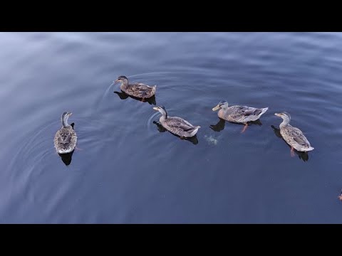 Видео: Якутский зоопарк "Орто-Дойду"