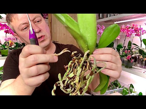 Видео: ПЕРЕСАДКА ОРХИДЕИ что/как и почему не обрабатываю ЭТИ корни орхидеи от болезней и СТИМУЛИРУЮ