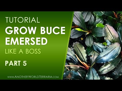 Видео: Вырасти Бьюс Эмерсед (как босс!) — Часть 5