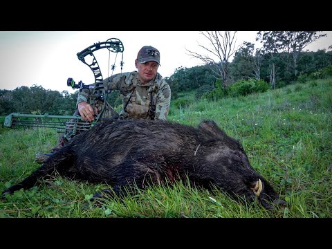 Видео: Охота с луком в Австралии (Еще один потрясающий горный кабан.)