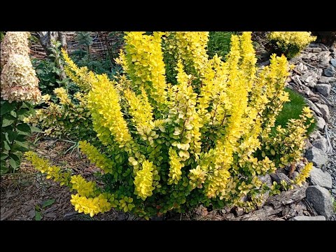 Видео: 🌿 Барбариси -яскрава перлина нашого саду 🌿